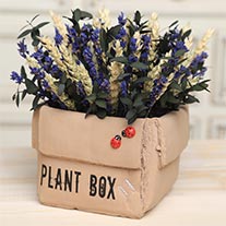 Plant Box